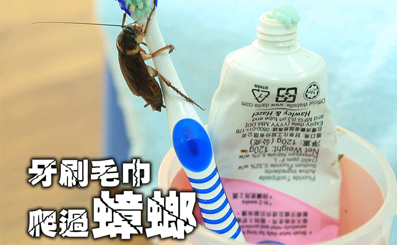 新一代杀蟑神器-直捣巢穴 彻底清除蟑螂,蚂蚁/4入