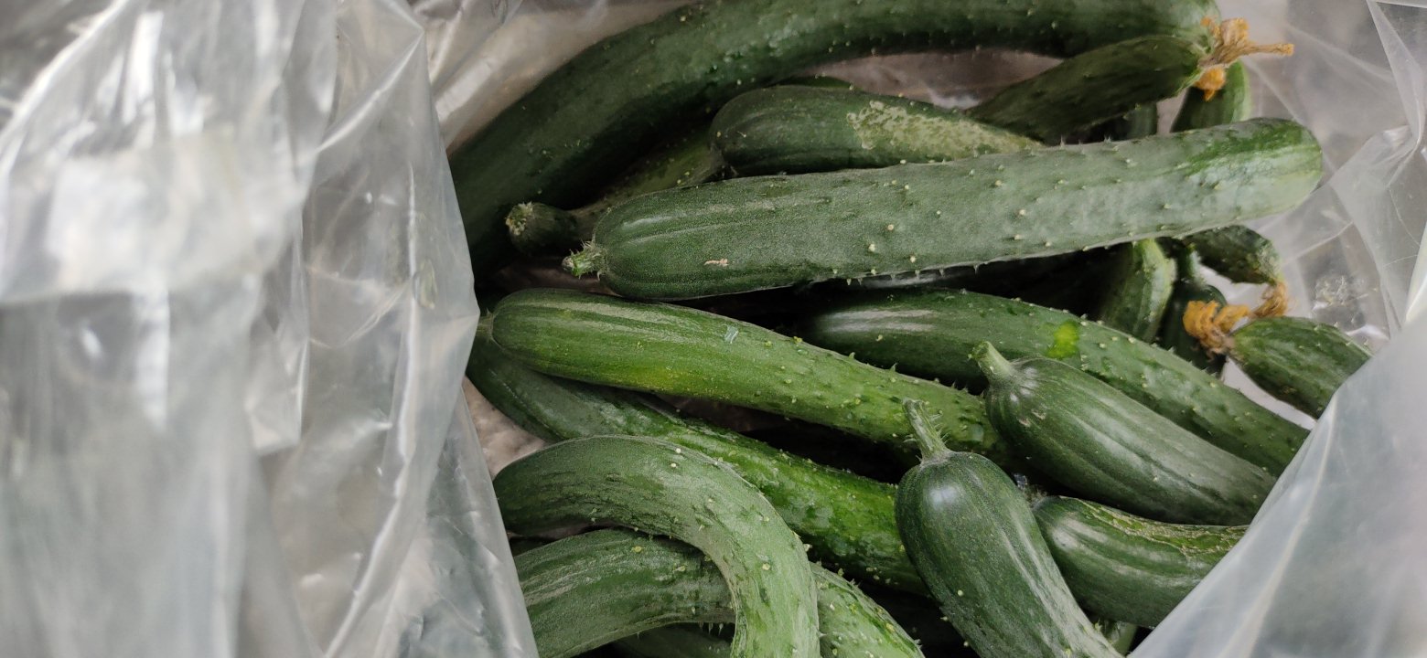 A有機轉型期超級極早生小胡瓜 5 445公斤 蕉您來好康 A有機轉型期超級極早生小胡瓜 5 445公斤 蕉您來好康