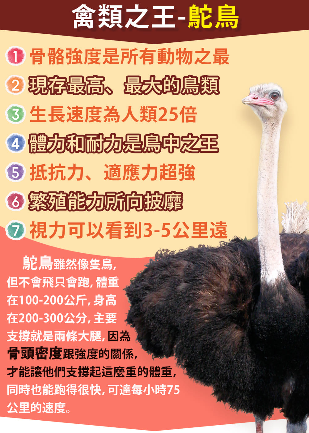 08鴕鳥介紹